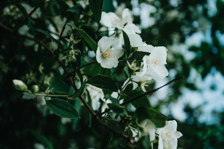 a bunch of white flowers sitting on top of a tree, by Emma Andijewska, unsplash, lush foliage, rose twining, sydney hanson, well built