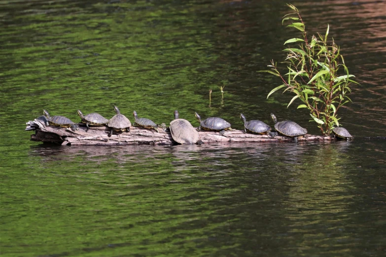 a group of turtles sitting on a log in the water, on a riverbank, lynn skordal, konica minolta, professional photo