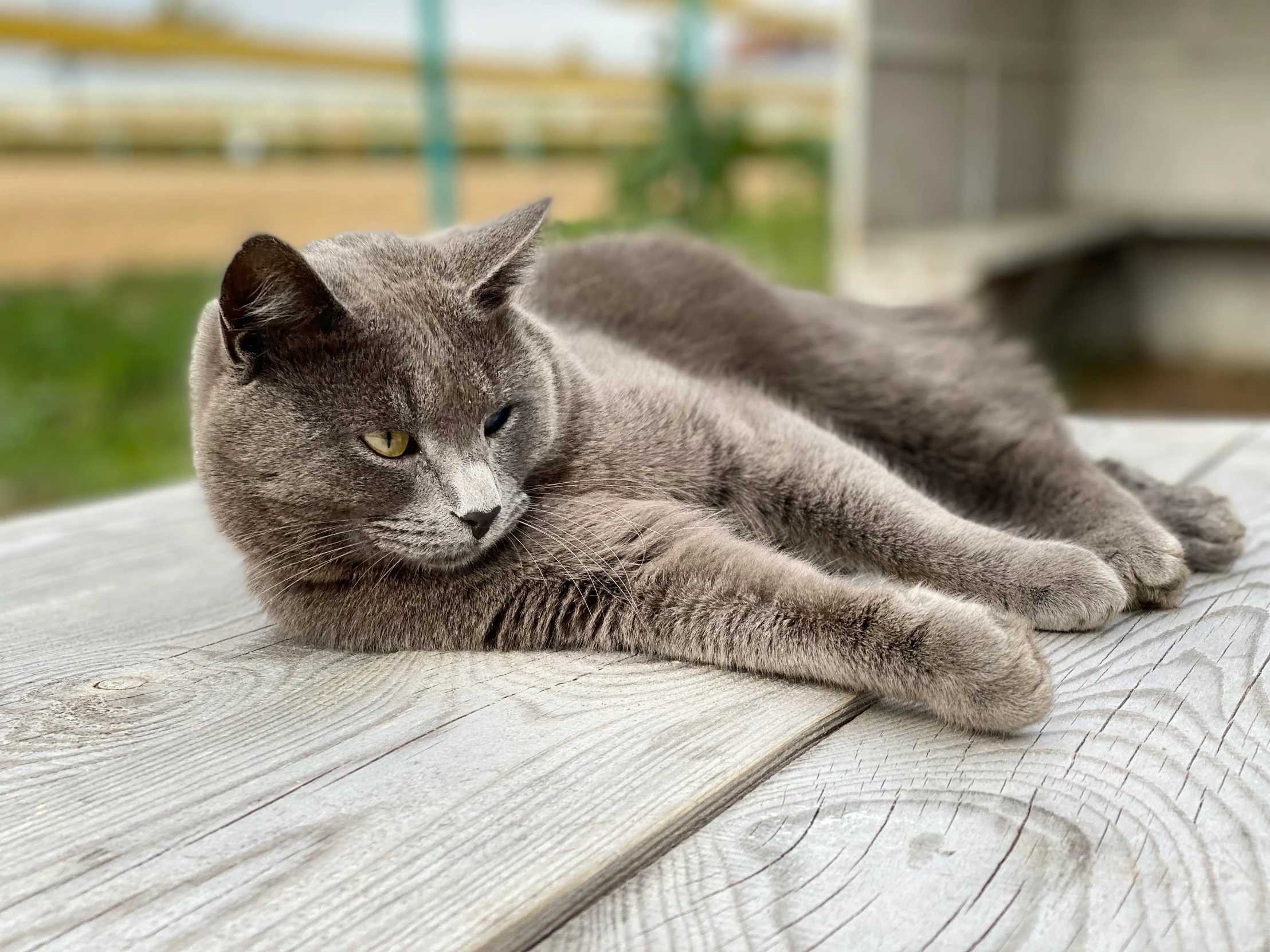 a gray cat laying on top of a wooden table, pexels contest winner, outdoor photo, around 1 9 years old, blue and grey, smooth detailed