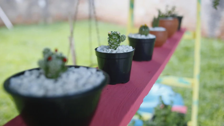 a row of potted plants on a red shelf, a cartoon, unsplash, plasticien, outdoor art installation, cactus and pearls over the head, shallow focus, feed troughs