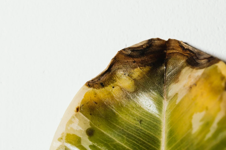 a close up of a banana leaf on a wall, by Ellen Gallagher, resin, lettuce, burned, on a pale background