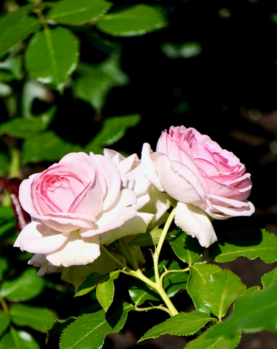 three flowers, one pink and one white, all with green leaves