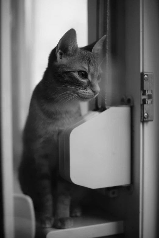 a black and white photo of a cat sitting on a window sill, by Felix-Kelly, a door you must never open, fully robotic!! cat, medium format. soft light, protrait