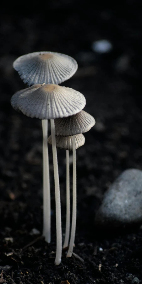 a group of mushrooms that are sitting on the ground, a macro photograph, by Elsa Bleda, unsplash, tall thin, gray, made of glazed, bioluminescent plants