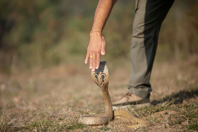 a close up of a person holding a snake, cobra, ground level shot, nick silva, dukhara scavenger, brown