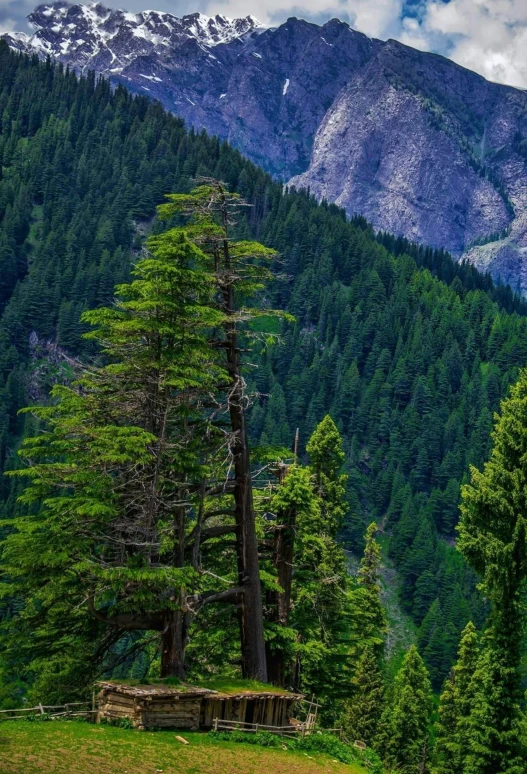 a bench sitting on top of a lush green hillside, a picture, by Randall Schmit, unsplash contest winner, big trees, climbing mountain in washington, profile image, pine color scheme