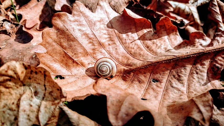 a close up of a leaf with a snail on it, pexels contest winner, 🦩🪐🐞👩🏻🦳, forest floor, konica minolta, terracotta