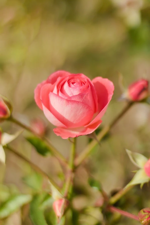 a blooming rose in full flower in a garden