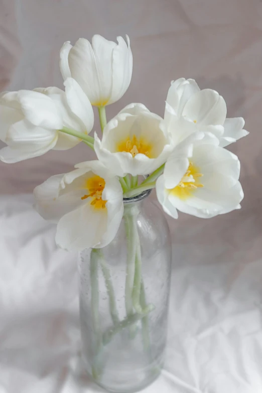 a vase with some white flowers in it, a still life, by Frances Jetter, unsplash, tulip, soft light - n 9, chiffon, low detail