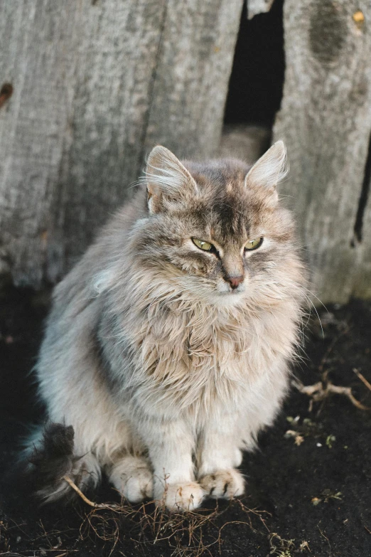 a cat sitting in front of a wooden fence, a portrait, unsplash, disheveled, super fluffy, as photograph