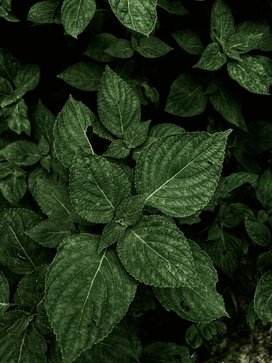 a red fire hydrant sitting on top of a lush green plant, an album cover, inspired by Elsa Bleda, trending on pexels, very large basil leaves, portrait of immense, on a black background, alessio albi