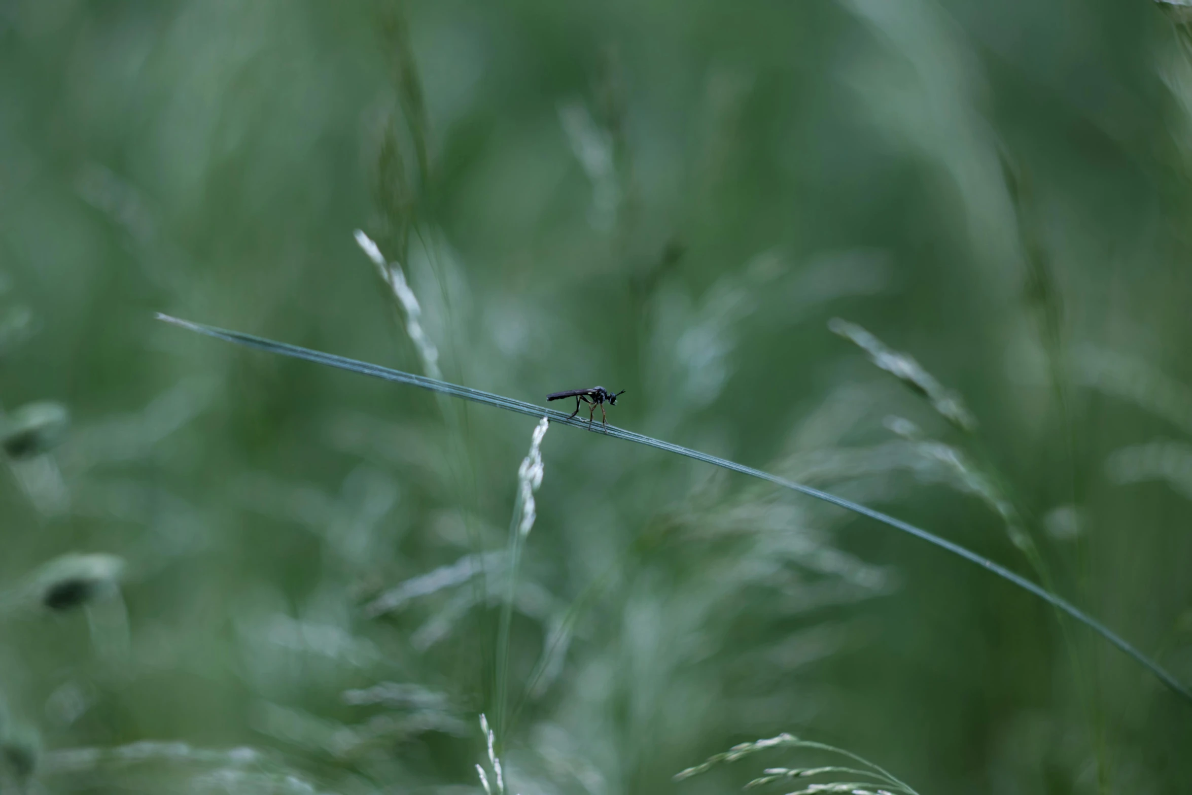 a dragonfly sitting on top of a blade of grass, by Attila Meszlenyi, hurufiyya, high-quality photo, thin wires, alessio albi, concert