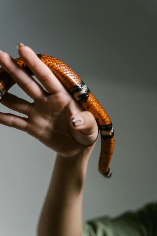 a close up of a person holding a snake, orange and black, small animals, multiple stories, petite