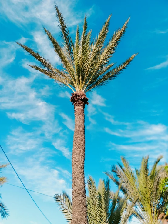 a tall palm tree sitting on top of a lush green field, by Julia Pishtar, view from the streets, near the beach, profile image, multiple stories