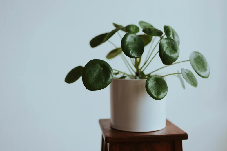 a potted plant sitting on top of a wooden table, inspired by Eero Snellman, pexels contest winner, photorealism, on textured disc base, clover, lush greens, smooth white surroundings