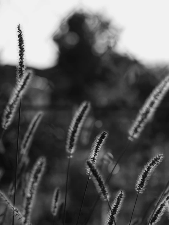 a black and white photo of tall grass, by Zofia Stryjenska, bokeh. brian spilner, today\'s featured photograph 4k, medium format. soft light, shot on iphone 1 3 pro max