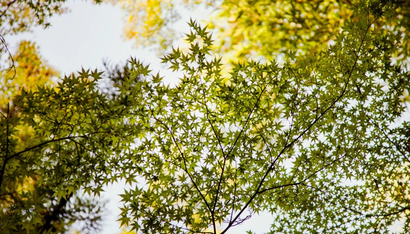 a bird sitting on top of a tree branch, a picture, inspired by Kanō Shōsenin, unsplash, shin hanga, trees with lots of leaves, full frame image, maple tree, green and yellow