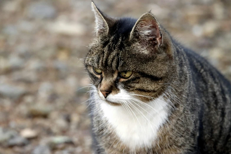 a close up of a cat sitting on the ground, scowling, hunting, white neck visible, close - up photograph