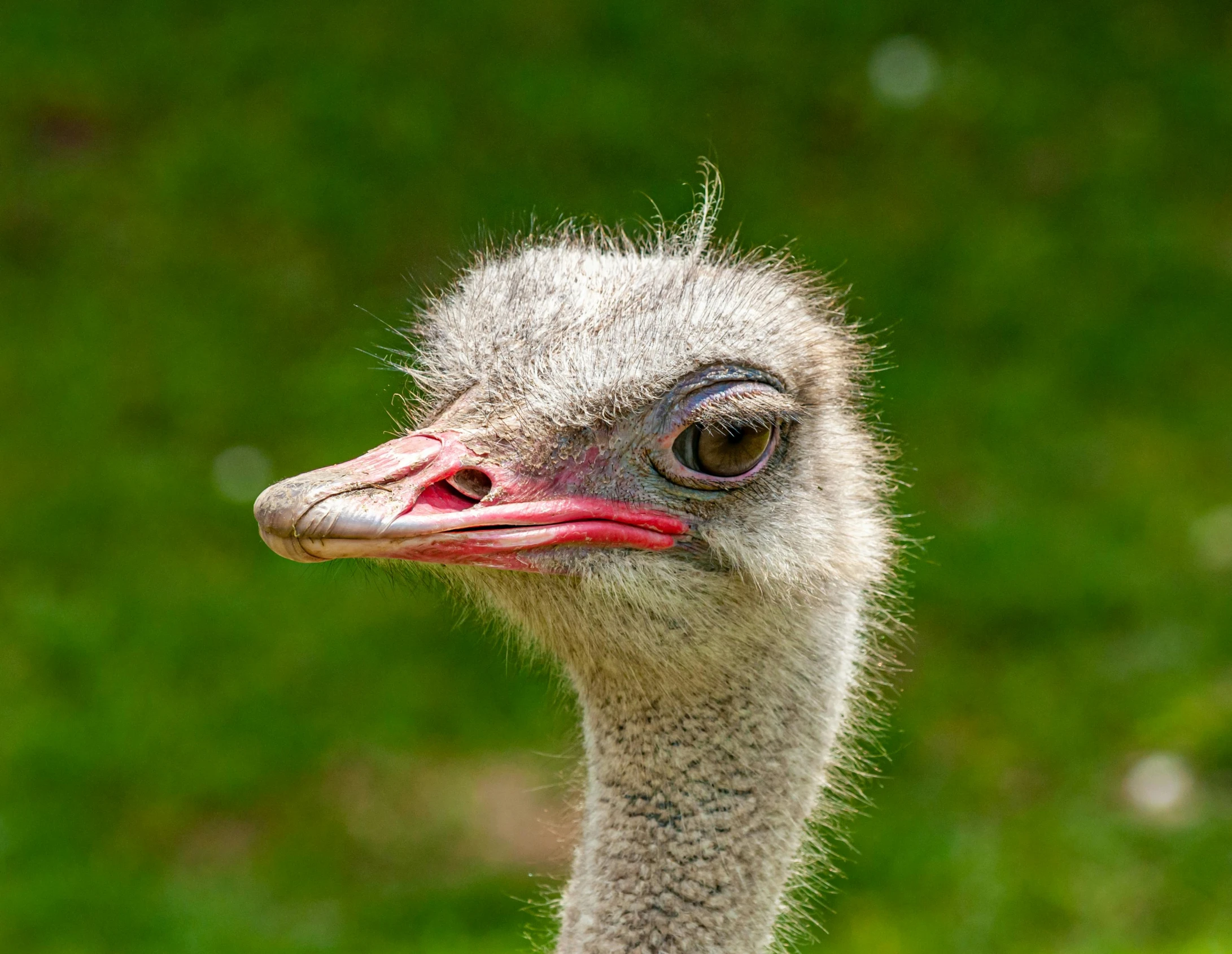 a close up of an ostrich's head and neck, pexels contest winner, hurufiyya, “portrait of a cartoon animal, young female, professionally post-processed, kiwi