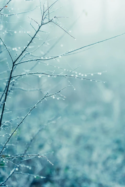 a close up of a tree with water droplets on it, an album cover, inspired by Elsa Bleda, trending on unsplash, minimalism, cyan fog, mystic winter landscape, twigs, today\'s featured photograph 4k