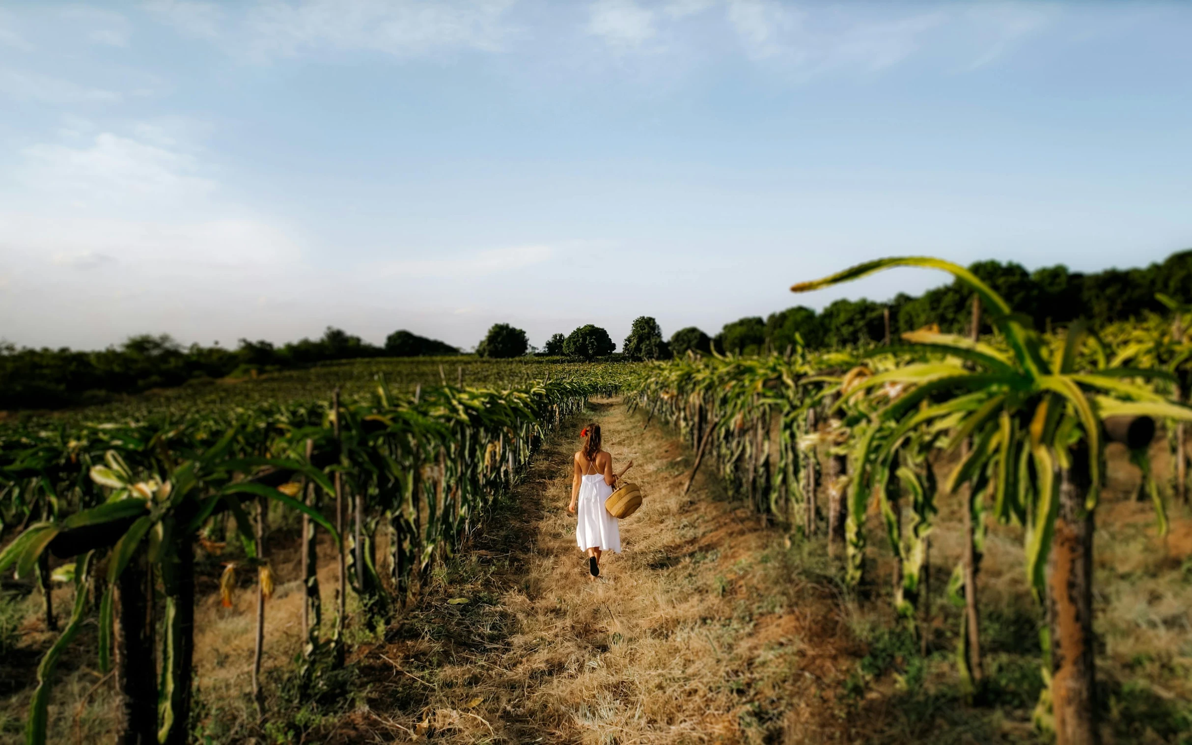 a woman in a long white dress walks along a path through a field