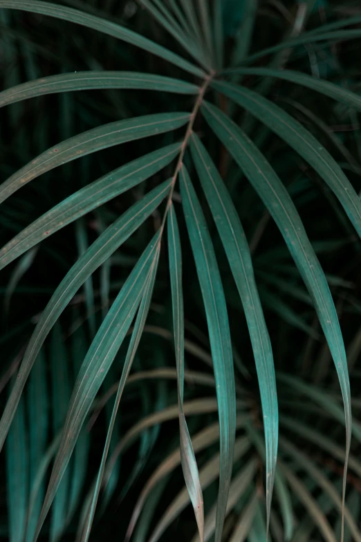 a close up of a plant with green leaves, dark undertones, palms, ((greenish blue tones))