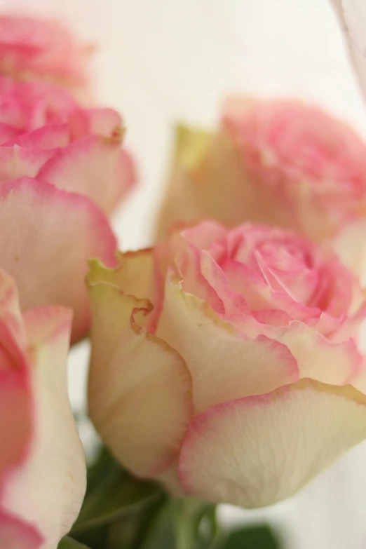 three pink flowers in a vase on a table