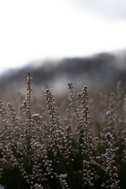 a bunch of flowers sitting on top of a lush green field, by Jessie Algie, trending on unsplash, tonalism, winter mist around her, pale pink grass, in the hillside, grey