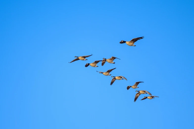 a flock of birds flying through a blue sky, by Andries Stock, pexels contest winner, hurufiyya, a cosmic canada goose, 🦩🪐🐞👩🏻🦳, photographic print, bees flying