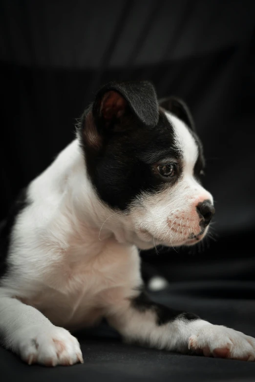 a small black and white dog laying on a black surface, pexels contest winner, pale pointed ears, puppies, close - up profile, ready to model