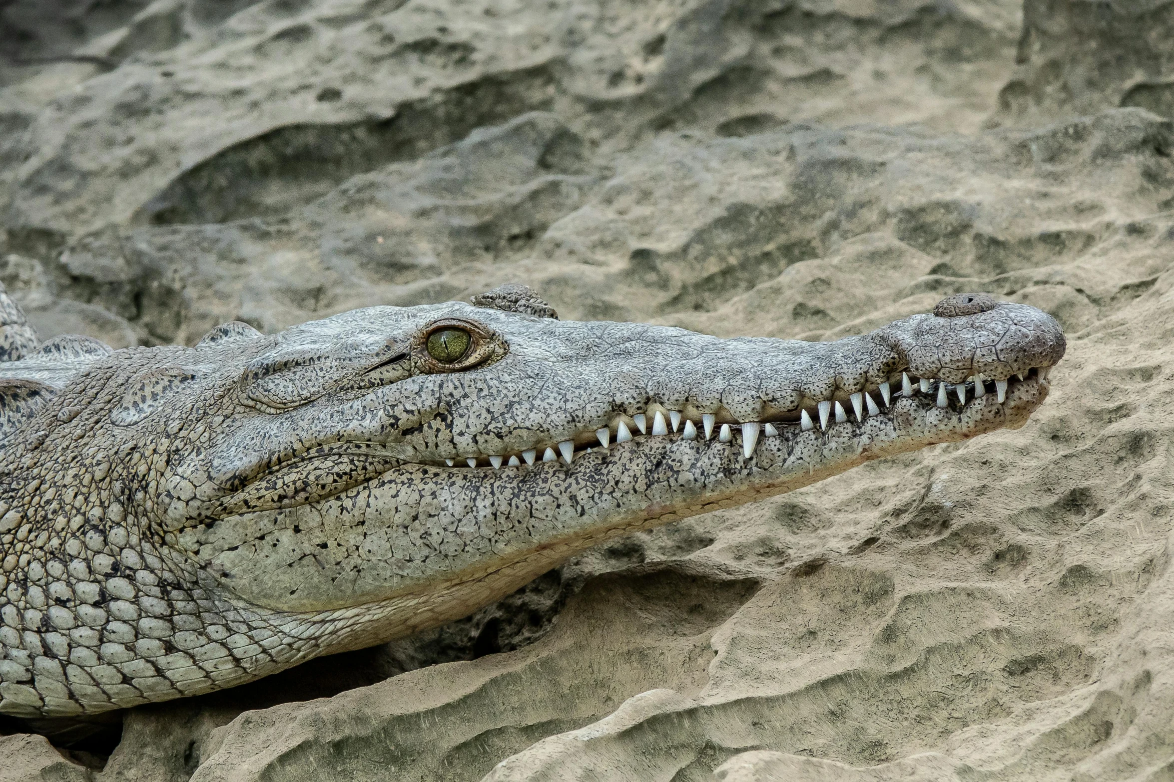 a close up of a crocodile's head in the sand, by Adam Marczyński, pexels contest winner, photorealism, large long pointy teeth, albino, on a gray background, long neck
