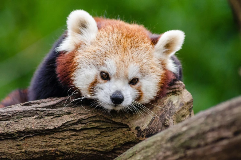a red panda sitting on top of a tree branch, a portrait, trending on pexels, lying down, mixed animal, small chin, aged 2 5