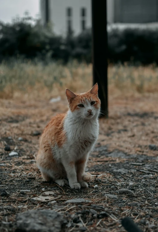 an orange and white cat sitting on the ground, a picture, by Niko Henrichon, unsplash contest winner, realism, male emaciated, slightly pixelated, confident stance, gif