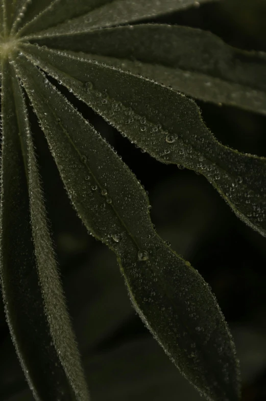 a close up of a plant with water droplets on it, renaissance, gradient from green to black, alessio albi, taken with sony alpha 9, full frame image