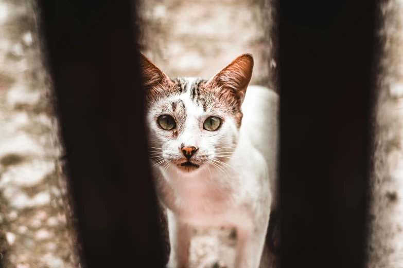 a close up of a cat behind a fence, a portrait, by Julia Pishtar, pexels contest winner, white with chocolate brown spots, looking through a portal, long pointy ears, instagram post