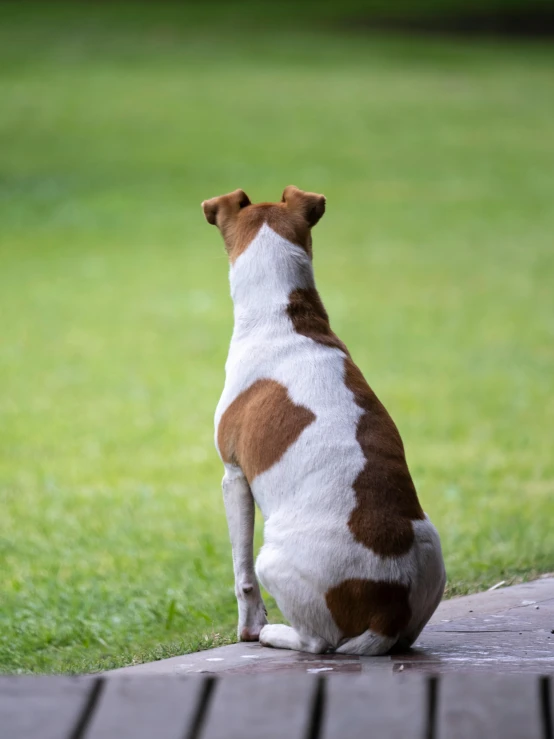 a brown and white dog sitting on top of a wooden walkway, by Julia Pishtar, unsplash, renaissance, jack russel dog, facing away, in 2 0 1 2, side view profile