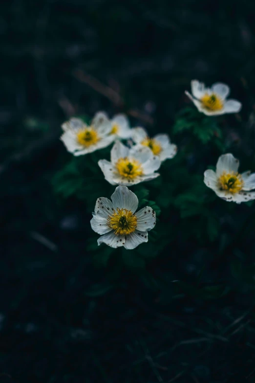 a group of white flowers sitting on top of a lush green field, inspired by Elsa Bleda, unsplash contest winner, very dark background, at evening during rain, gold flowers, in an arctic forest