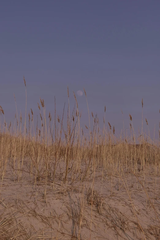 a red fire hydrant sitting on top of a dry grass covered field, an album cover, by Attila Meszlenyi, land art, full moon buried in sand, cinemascope panorama, phragmites, beach setting medium shot