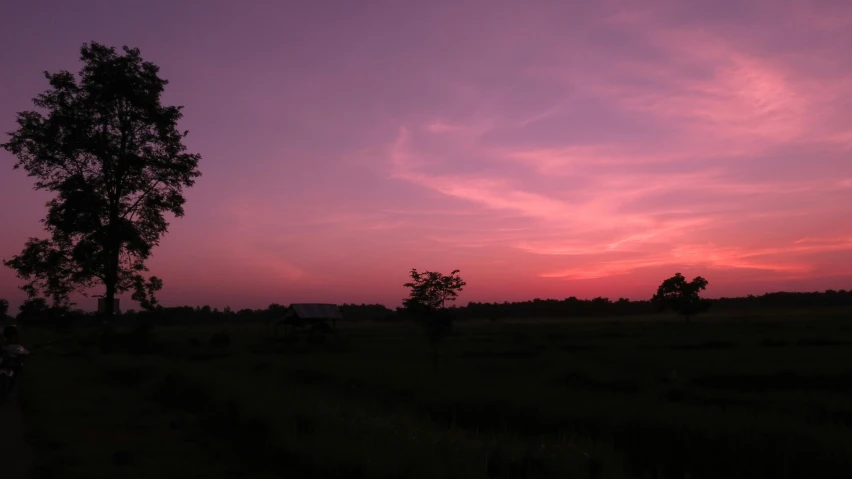 a couple of trees sitting in the middle of a field, by Jan Tengnagel, pexels contest winner, land art, redpink sunset, panorama view of the sky, humid evening, over-shoulder shot