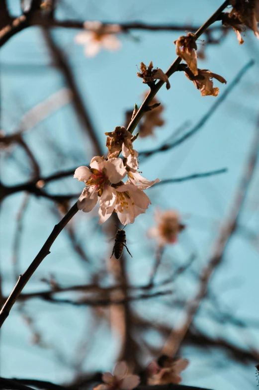 a bird sitting on top of a branch of a tree, an album cover, inspired by Elsa Bleda, unsplash, almond blossom, ant view, high quality photo, thirst