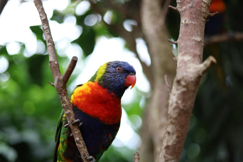 a colorful bird sitting on top of a tree branch, pexels contest winner, 🦩🪐🐞👩🏻🦳, australian bush, lush paradise, rainbow wings