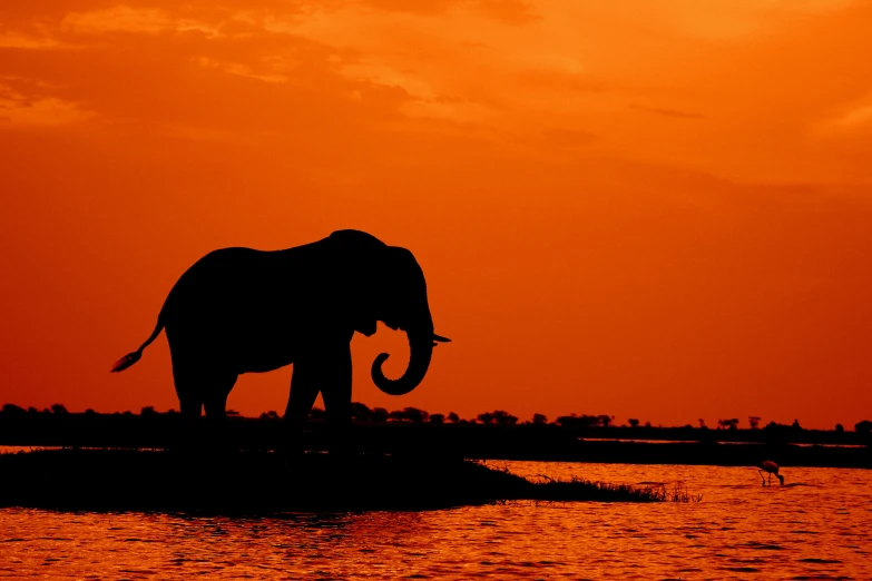 a large elephant standing on top of a body of water, by Peter Churcher, pexels contest winner, hurufiyya, blinding red orange sky, silhouette :7, slide show, 🦩🪐🐞👩🏻🦳