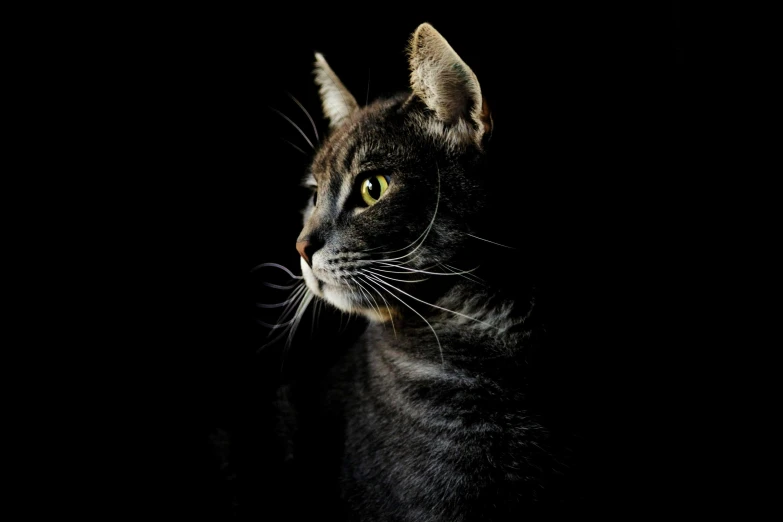 a close up of a cat on a black background, a portrait, by Joe Bowler, unsplash, profile image, getty images, portrait image