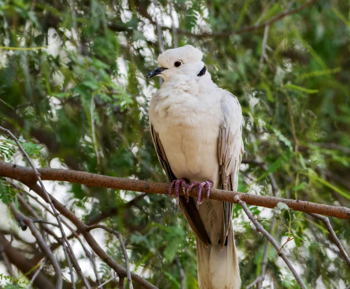 a white bird sitting on top of a tree branch, timbuktu, pale grey skin, dove, highly polished