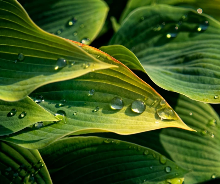 a close up of a leaf with water droplets on it, by Jan Rustem, trending on pexels, ramps, lush garden leaves and flowers, in a gentle green dawn light, shot on hasselblad