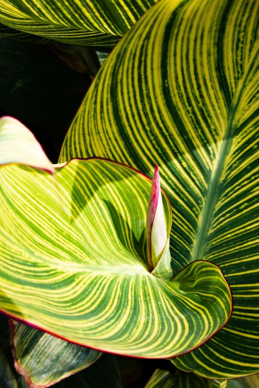 a close up of a green and yellow leaf, green and red plants, award - winning crisp details ”, striped, pink white and green