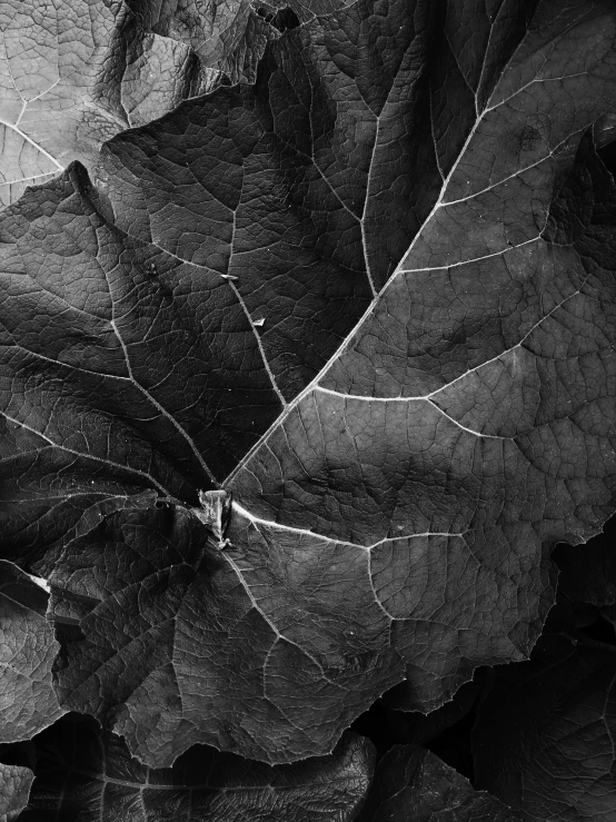 a black and white photo of a bunch of leaves, a macro photograph, by Patrick Pietropoli, art photography, grey vegetables, intricate environment - n 9, egor letov, by greg rutkowski