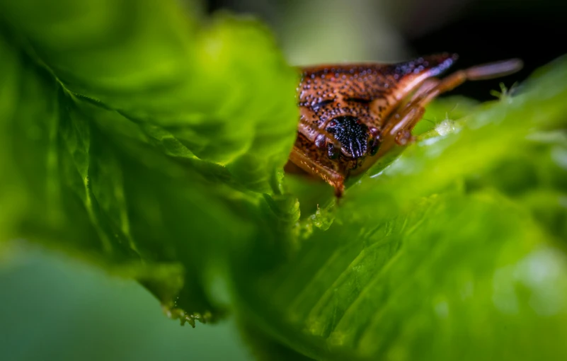 a bug sitting on top of a green leaf, a macro photograph, unsplash, brown, te pae, tourist photo, hiding