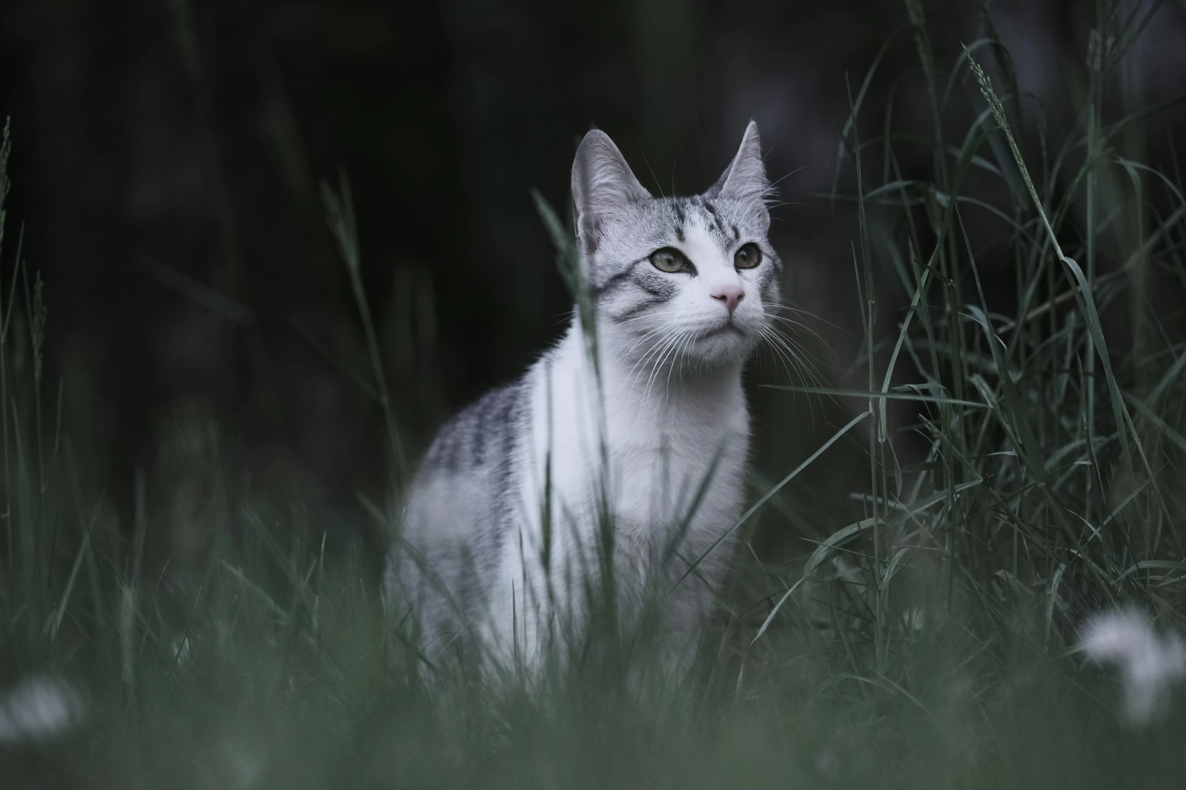 a cat that is sitting in the grass, dark and white, paul barson, getty images, hunting