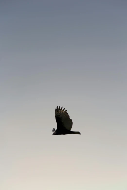 a bird that is flying in the sky, by Jan Tengnagel, hurufiyya, low quality photo, carrion, morning time, black